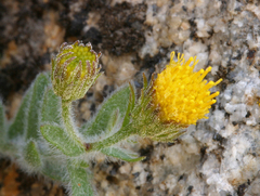 Erigeron miser