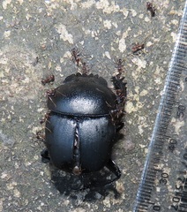 Monomorium junodi