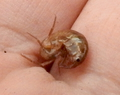 Arcitalitrus sylvaticus