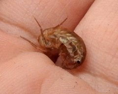 Arcitalitrus sylvaticus