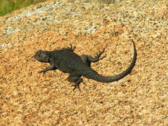 Sceloporus occidentalis taylori