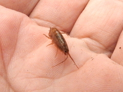 Arcitalitrus sylvaticus