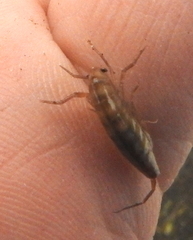 Arcitalitrus sylvaticus