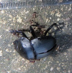 Monomorium junodi