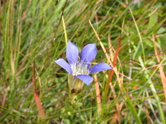 Gentiana setigera