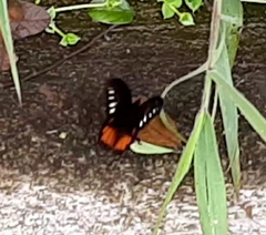 Drucina leonata