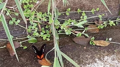 Drucina leonata