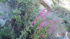 Penstemon clevelandii