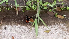 Drucina leonata