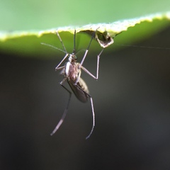 Ochlerotatus