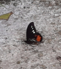 Drucina leonata