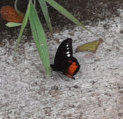 Drucina leonata