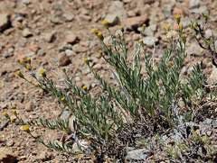 Erigeron petrophilus viscidulus