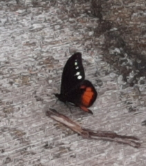 Drucina leonata