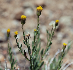 Erigeron petrophilus viscidulus