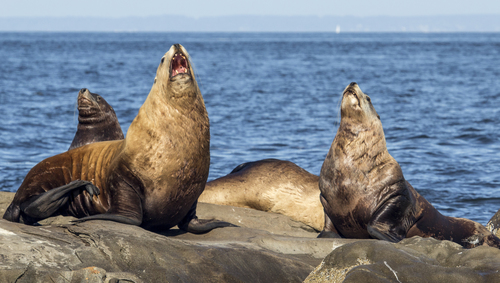 Steller Sea Lion photographed in Washington