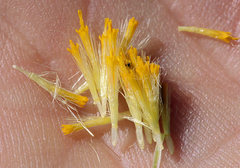 Erigeron petrophilus viscidulus