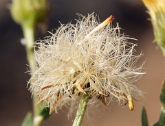 Erigeron petrophilus viscidulus
