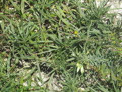 Onosma tanaitica