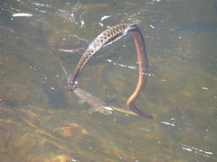 Thamnophis couchii