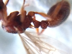 Myrmica ruginodis