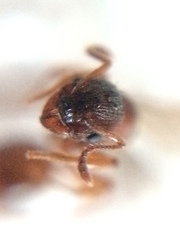 Myrmica ruginodis