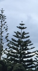 Araucaria heterophylla