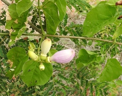 Amphilophium paniculatum