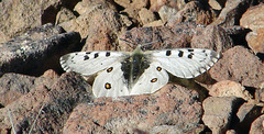 Parnassius behrii