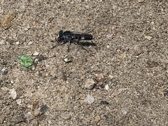 Stichopogon venturiensis