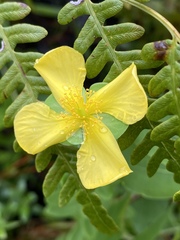 Hypericum crux-andreae