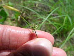 Cyperus lupulinus macilentus