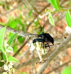Pseudodeltaspis cyanea