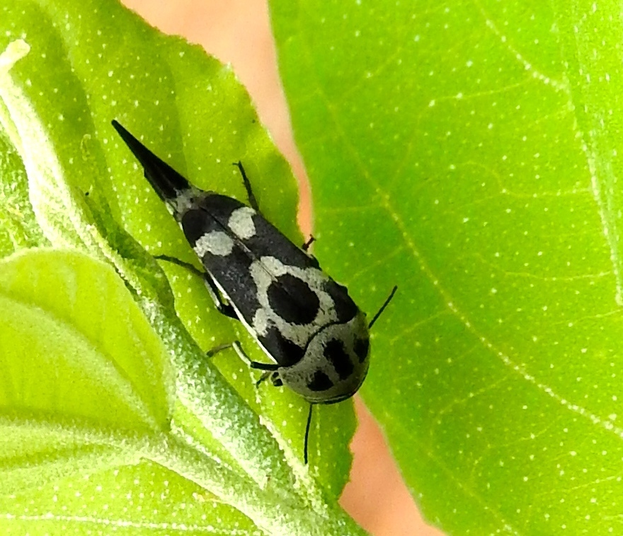 Mordella sellata