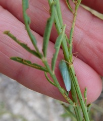 Gyponana angulata