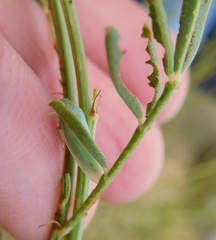 Gyponana angulata