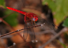 Dythemis maya