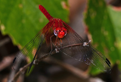 Dythemis maya