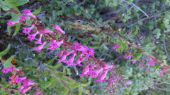 Penstemon clevelandii