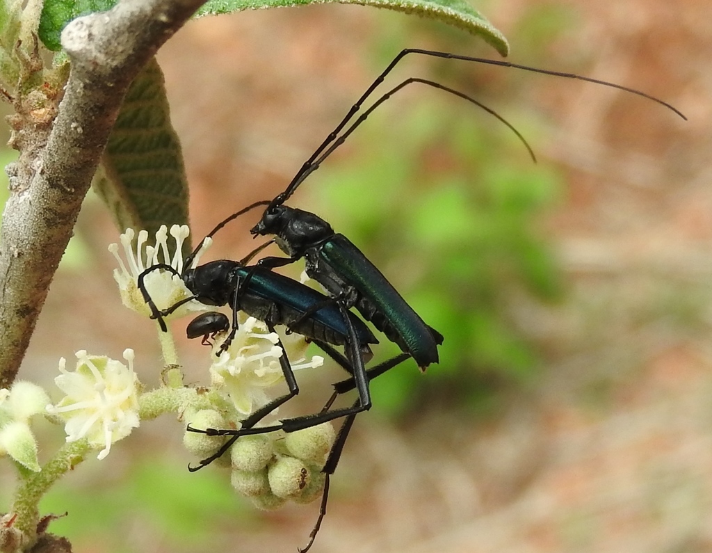 Pseudodeltaspis cyanea