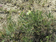 Onosma tanaitica