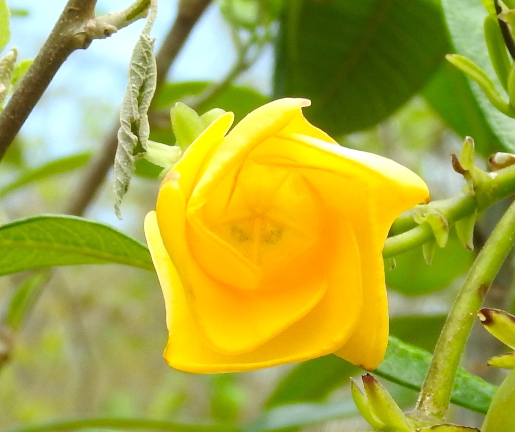 Cascabela