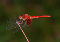 Dythemis maya