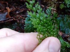 Hymenophyllum bivalve image