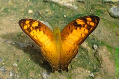 Vagrans sinha sinha