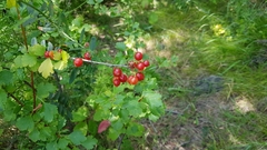 Ribes diacanthum