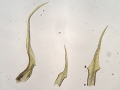 Dicranella schreberiana