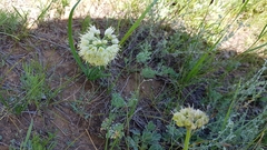 Allium stellerianum