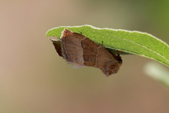 Plagiomimicus spumosum