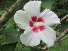 Hibiscus syriacus
